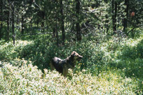 Dad's Photos